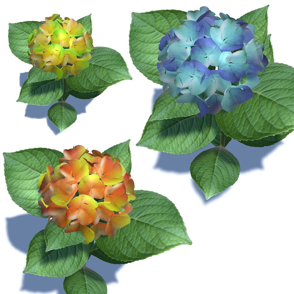 【3Dモデル】 あじさい