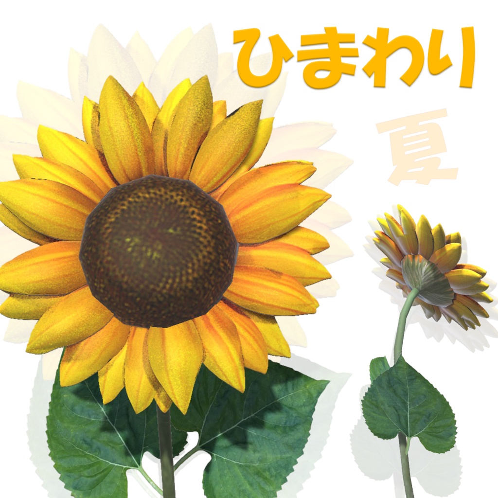 ひまわり