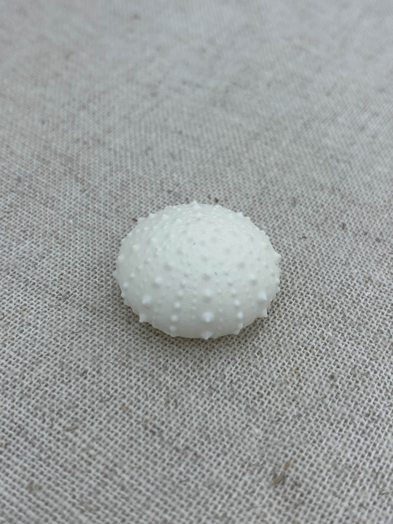 ちいさいウニ殻マスコット