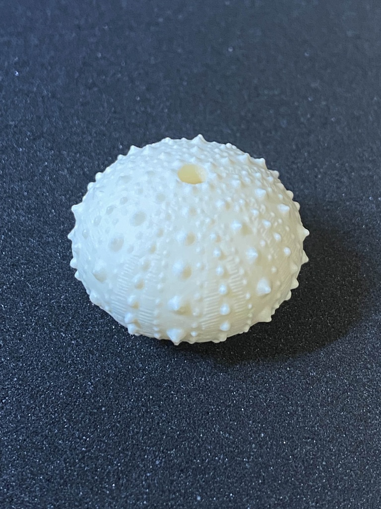 ウニ殻お香たてマスコット