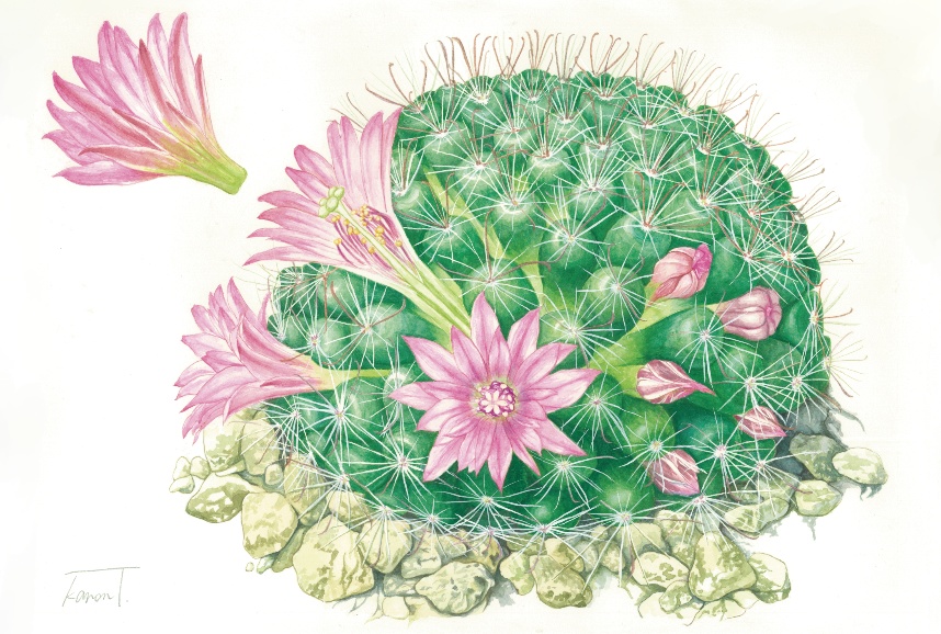 Mammillaria spinosissima ポストカード
