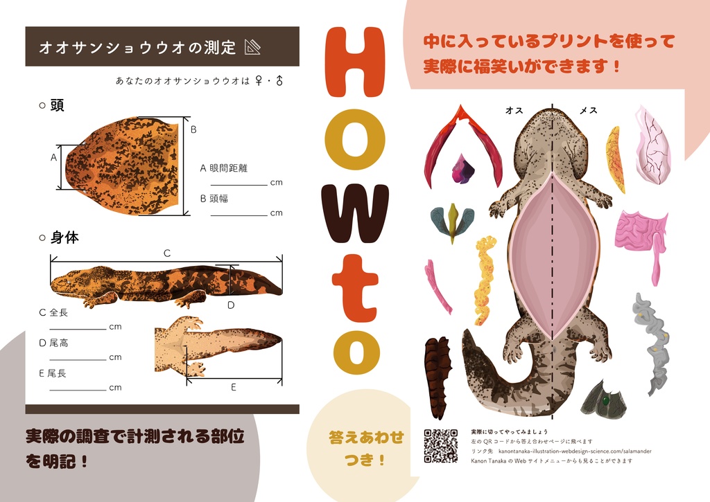 オオサンショウウオ測定&福笑いクリアファイル