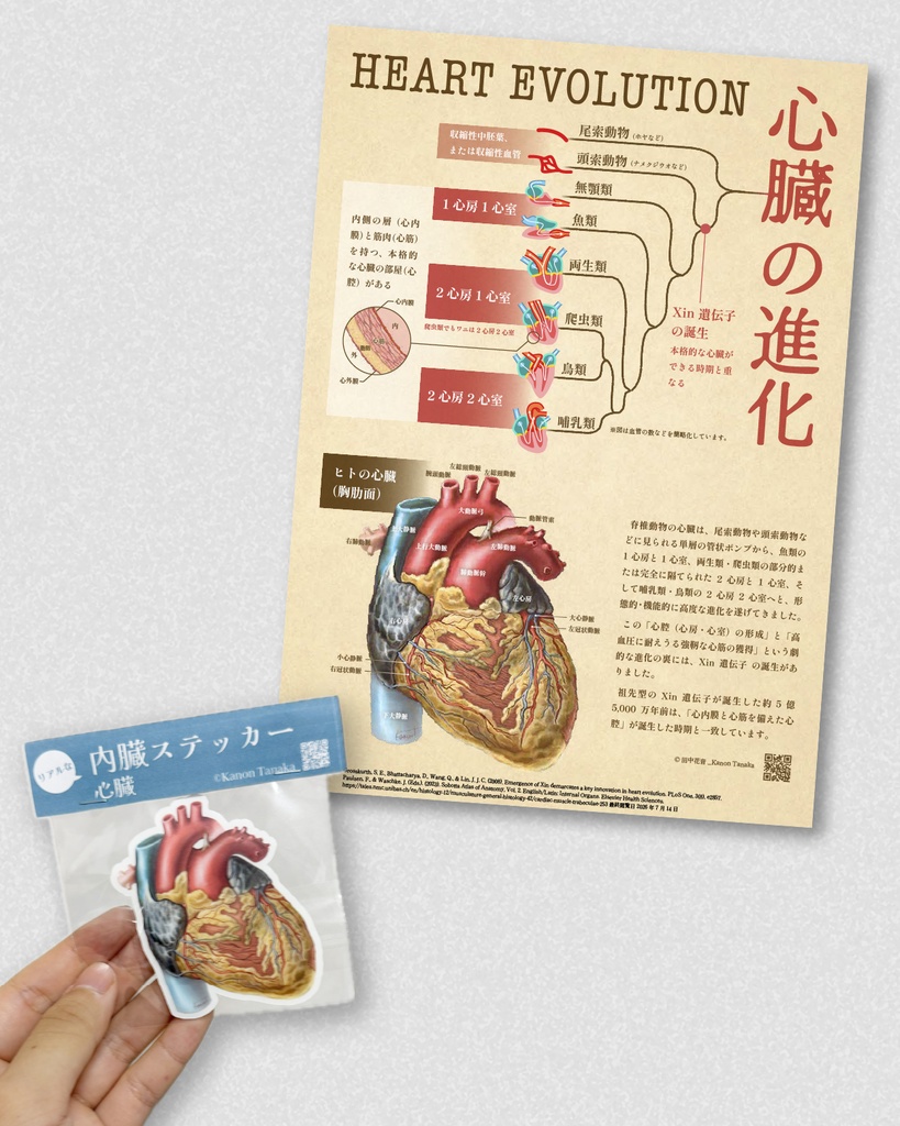 リアルな内臓ステッカー 心臓