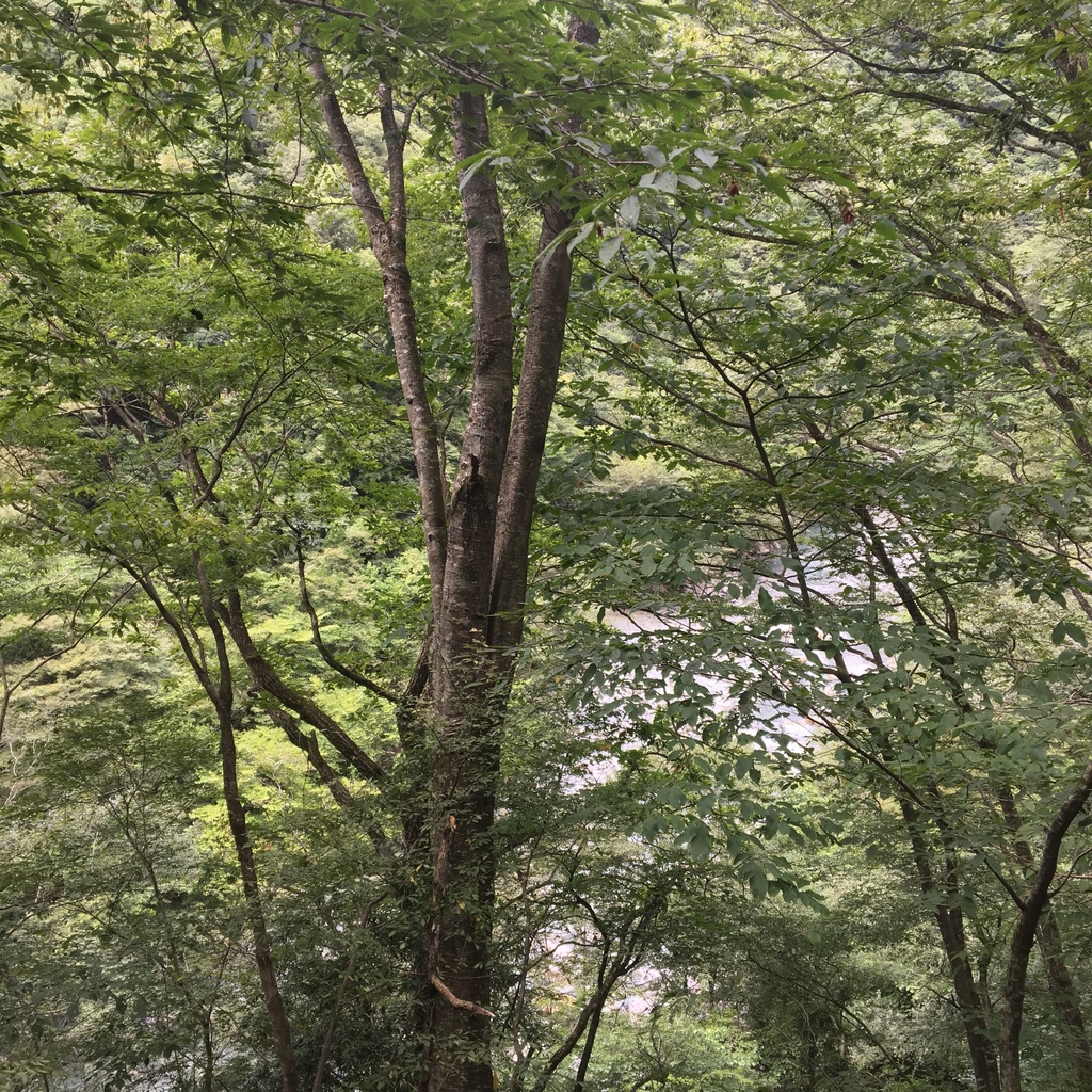 自然音 - 丹沢湖 - 蝉の声01 (バイノーラル録音)