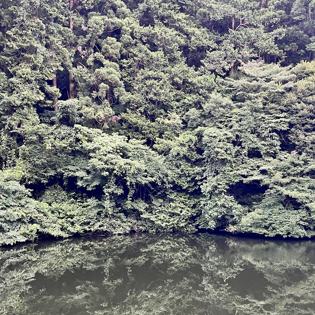 20230709 06​​​:​​​21pm 散​​​在​​​カ​​​゙​​​池​​​森​林​公​​​園 [mp3]