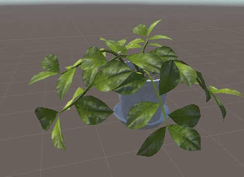 観葉植物(HousePlants)