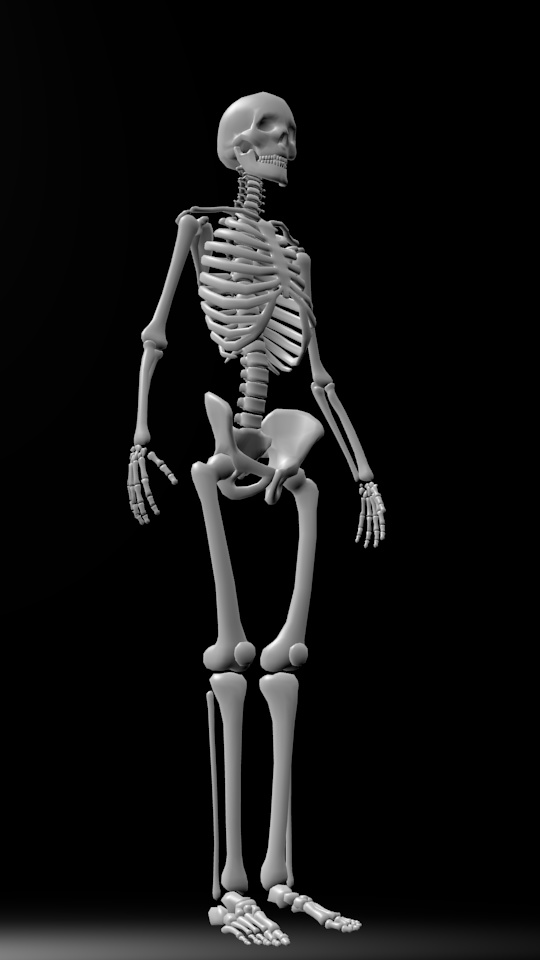 人骨モデル(試作)