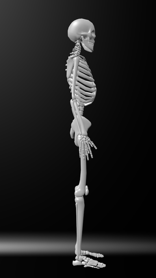 人骨モデル(試作)