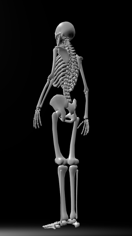 人骨モデル(試作)