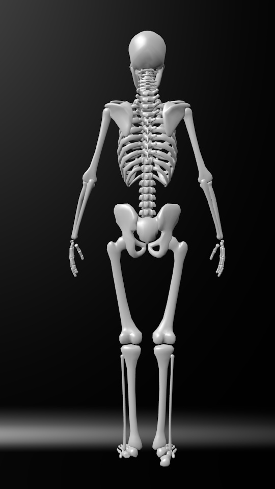 人骨モデル(試作)