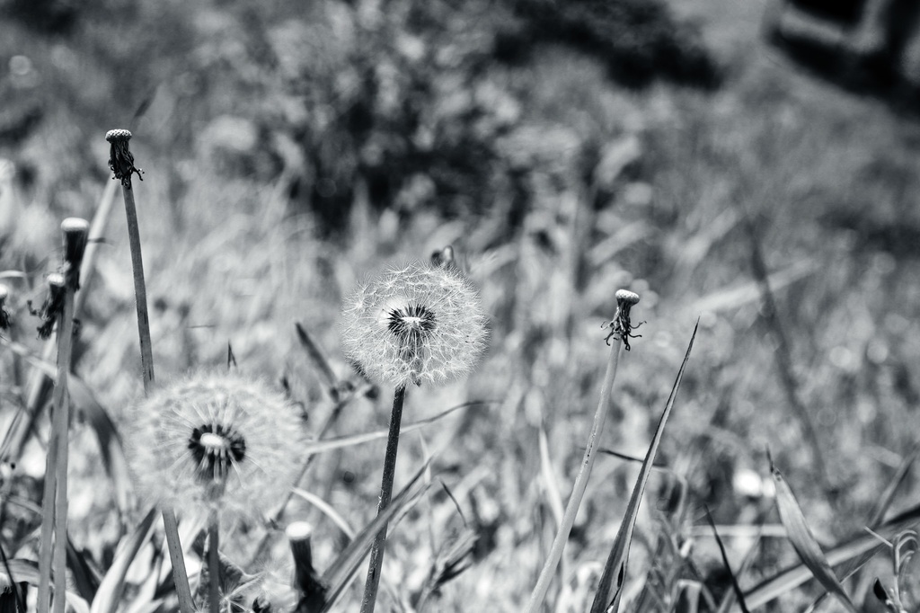 春の公園・久伊豆神社写真集