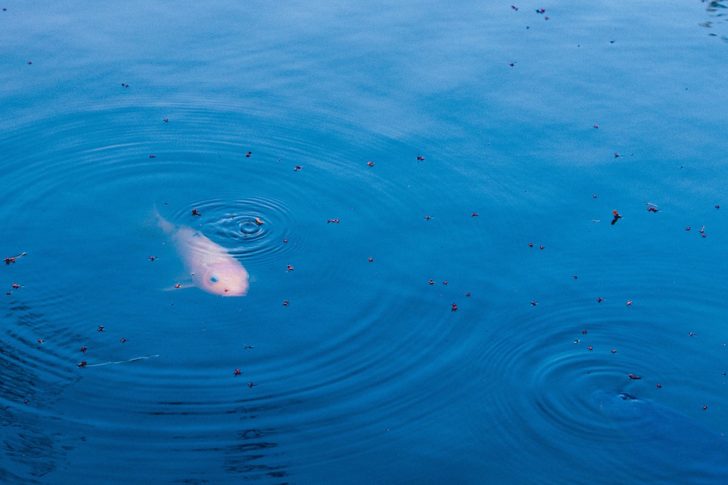 春の公園・久伊豆神社写真集