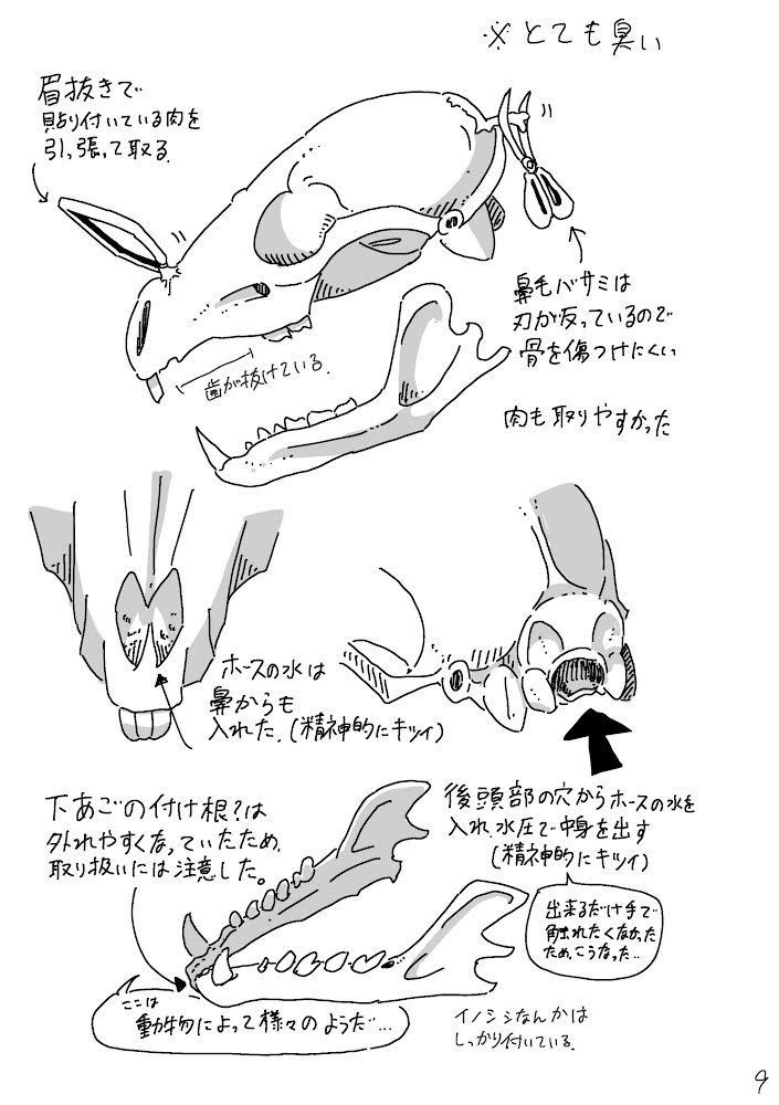 素人の骨格標本作製記