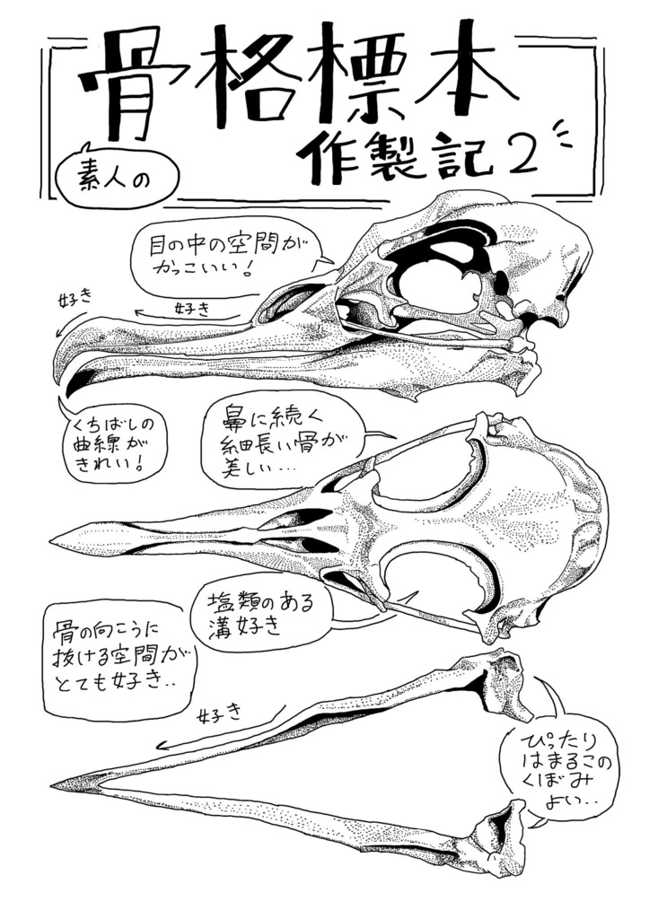 素人の骨格標本作製記2