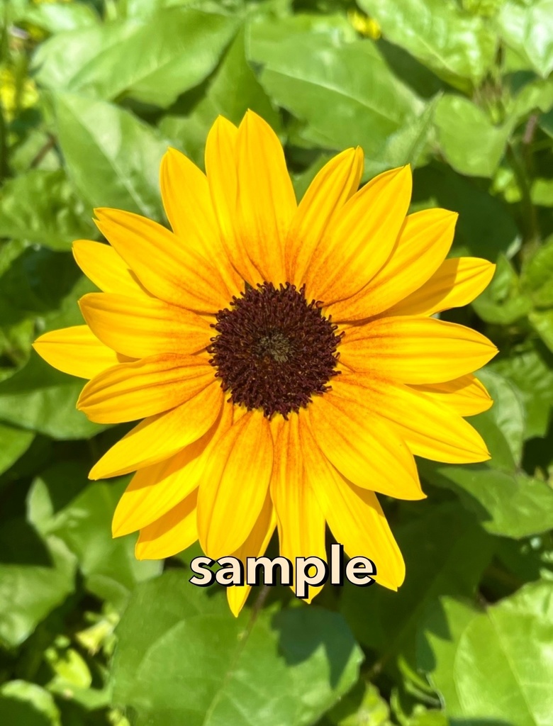 【0円】ひまわりなど花の写真【写真提供】