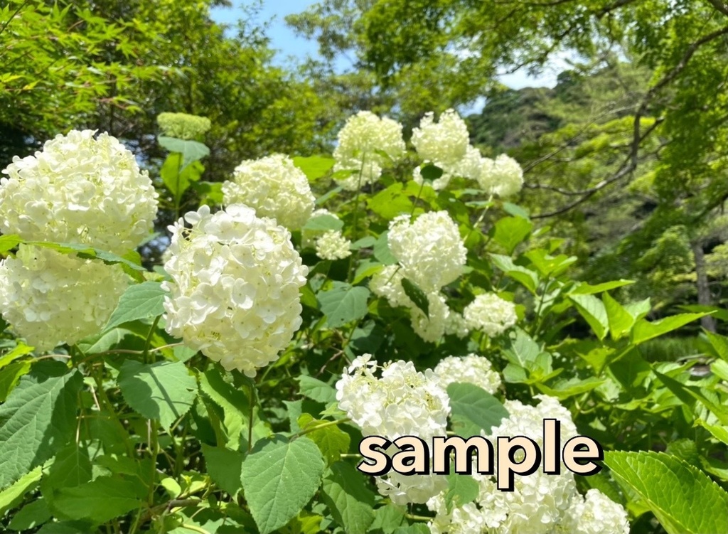 【0円】ひまわりなど花の写真【写真提供】