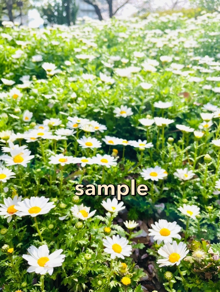 【0円】ひまわりなど花の写真【写真提供】