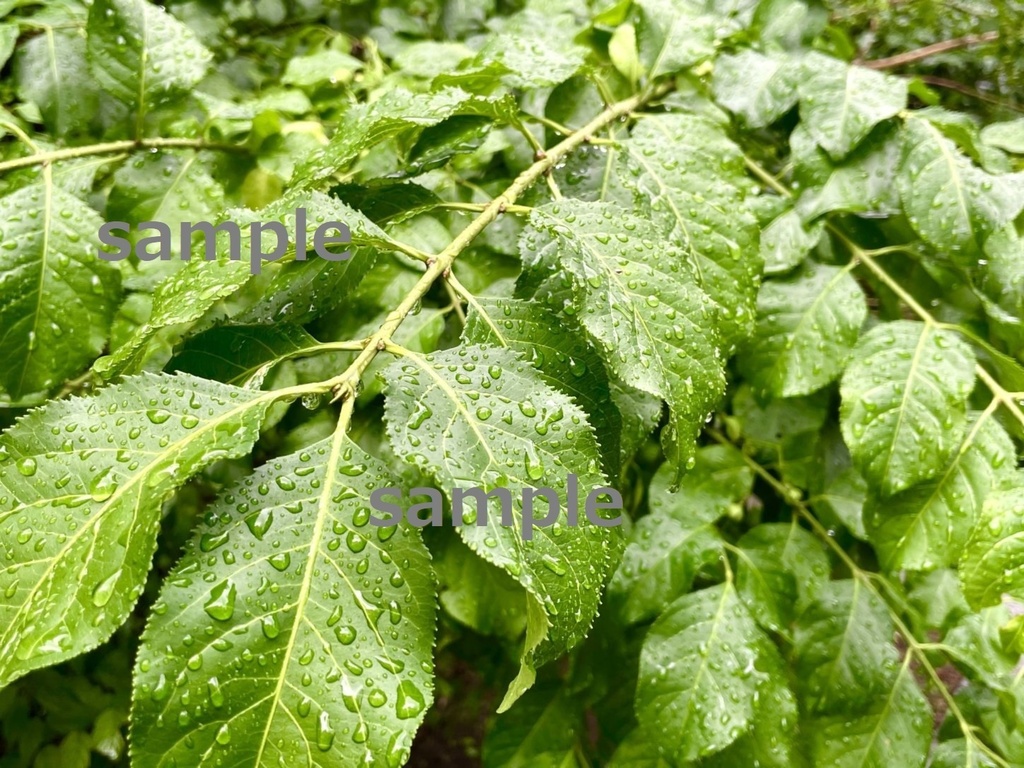 【素材】雨の日の植物…しずくが滴る葉など【写真】