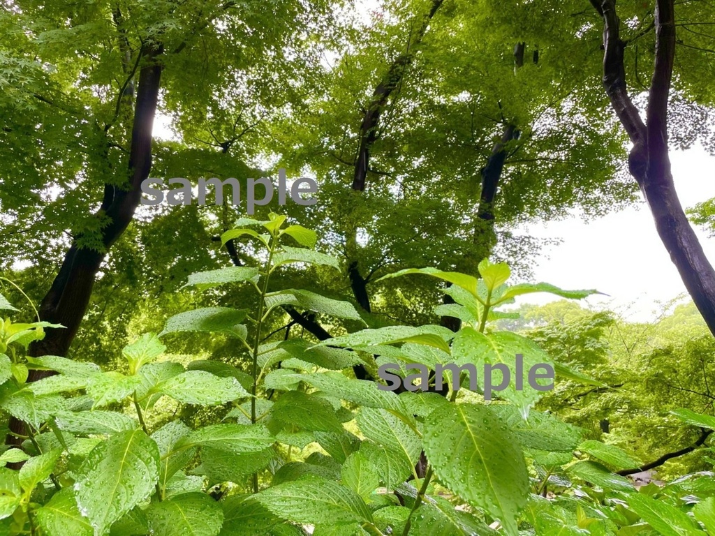 【素材】雨の日の植物…しずくが滴る葉など【写真】
