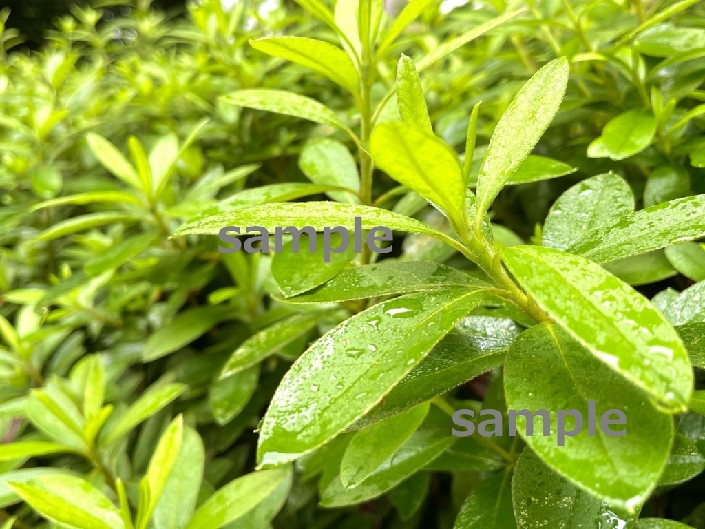 【素材】雨の日の植物…しずくが滴る葉など【写真】