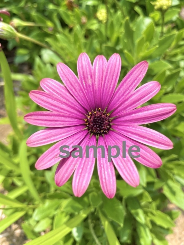 【素材】晴れた日の花…つつじ・梅など【写真】