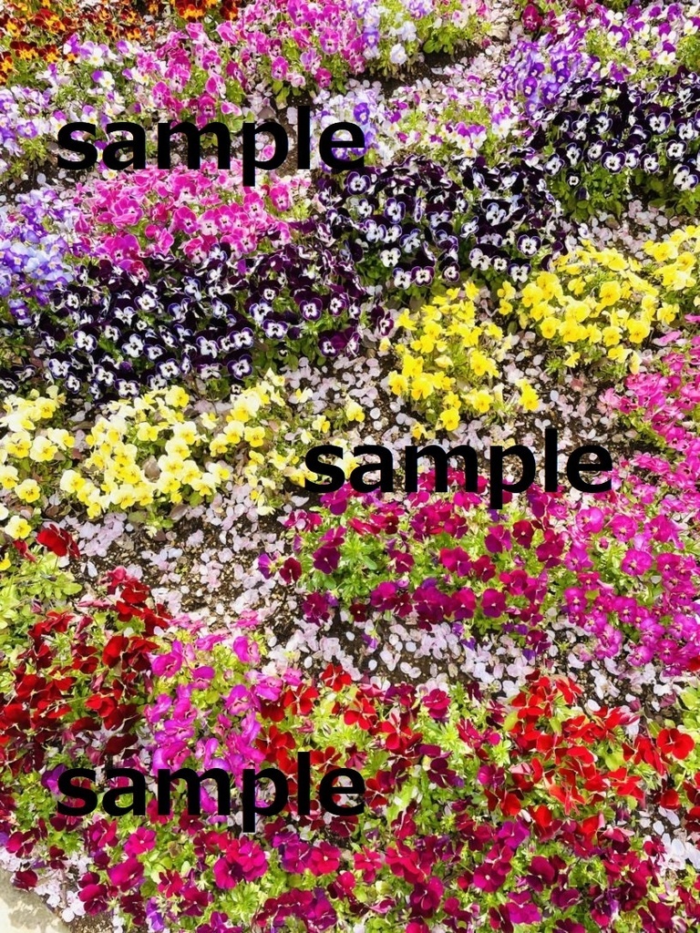 【素材】晴れた日の花…つつじ・梅など【写真】