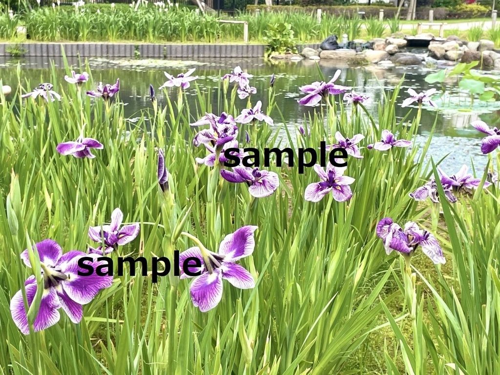 【素材】晴れた日の菖蒲(アヤメ)【写真】