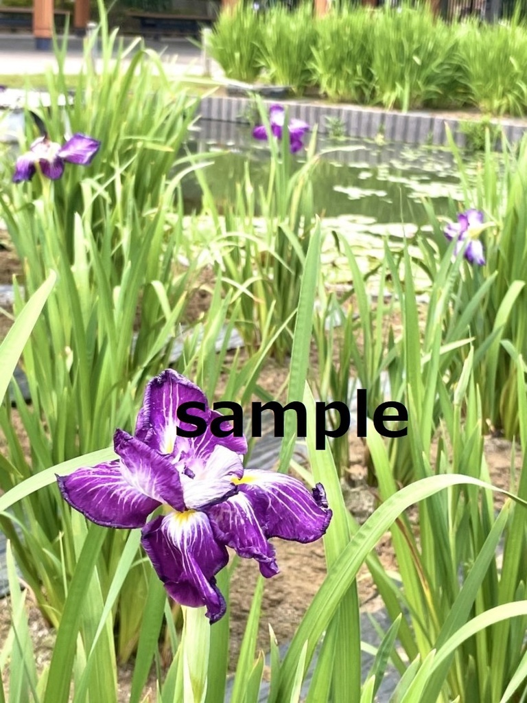 【素材】晴れた日の菖蒲(アヤメ)【写真】