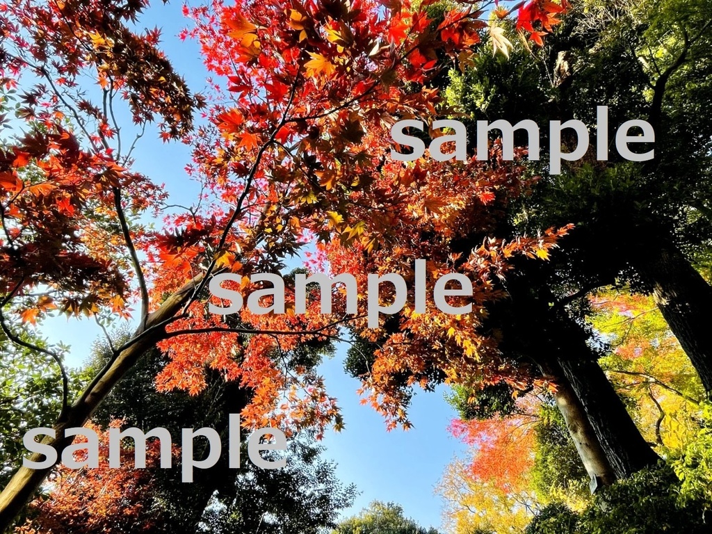 【素材】美しい軽井沢の紅葉【写真】