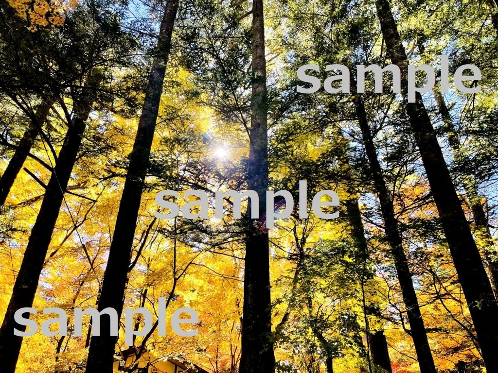 【素材】美しい軽井沢の紅葉【写真】