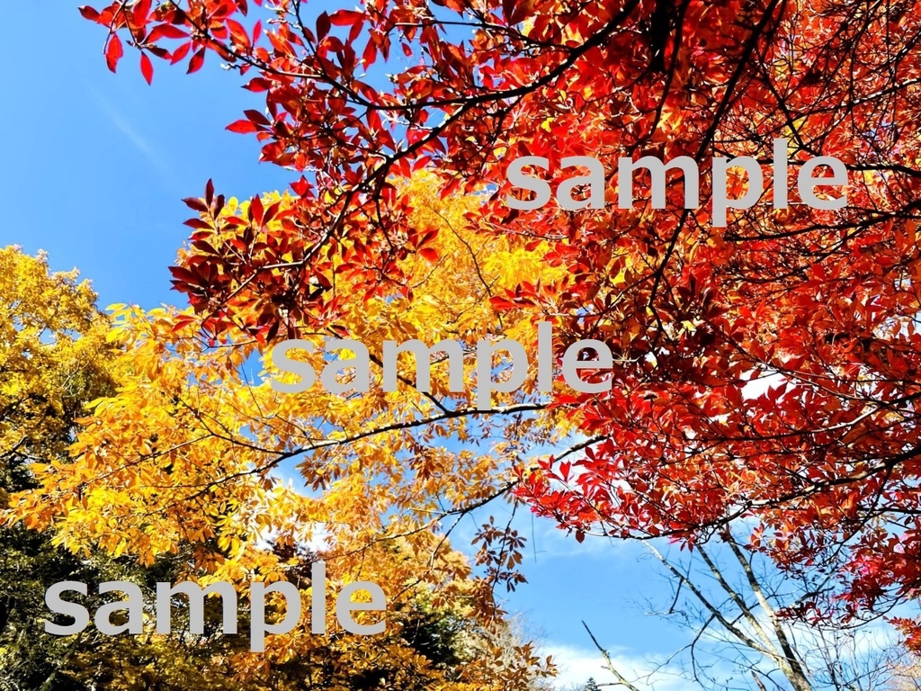 【素材】美しい軽井沢の紅葉【写真】