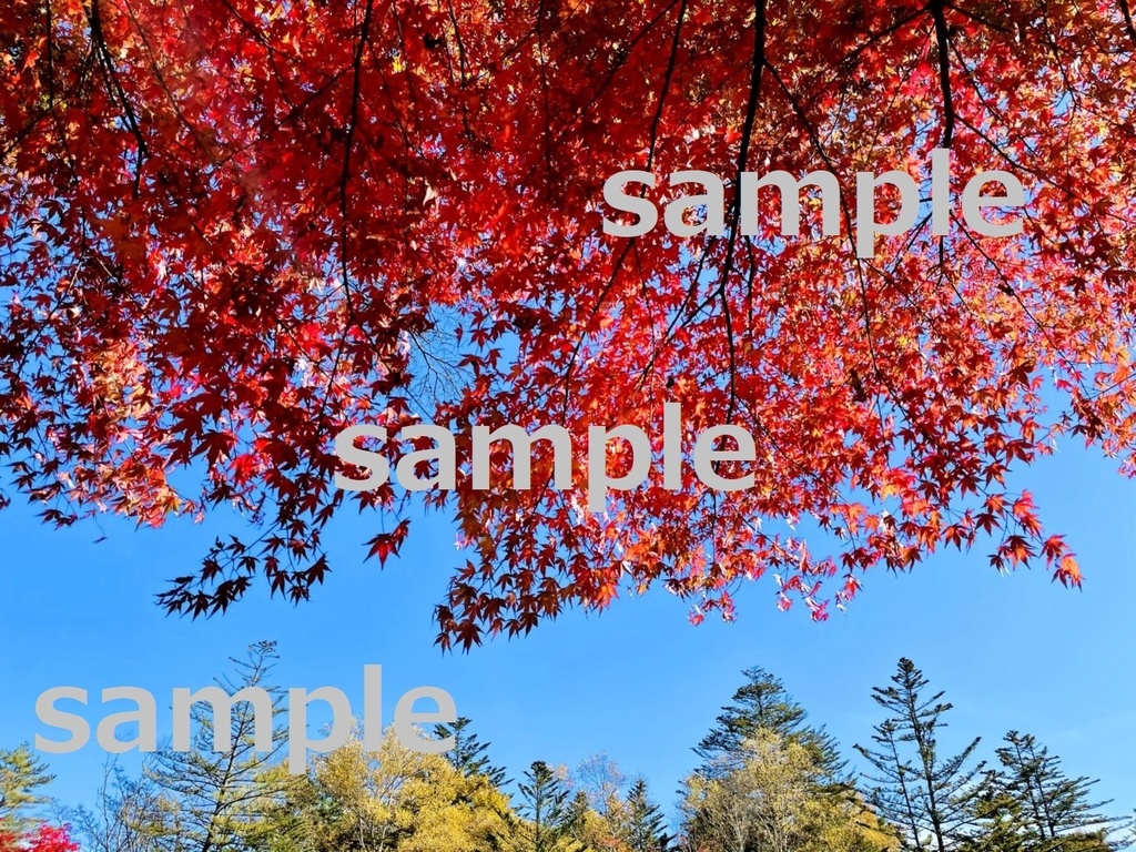 【素材】美しい軽井沢の紅葉【写真】