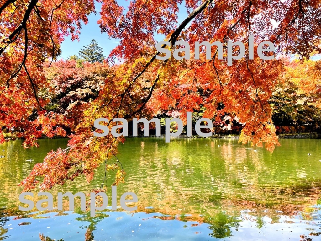 【素材】美しい軽井沢の紅葉【写真】