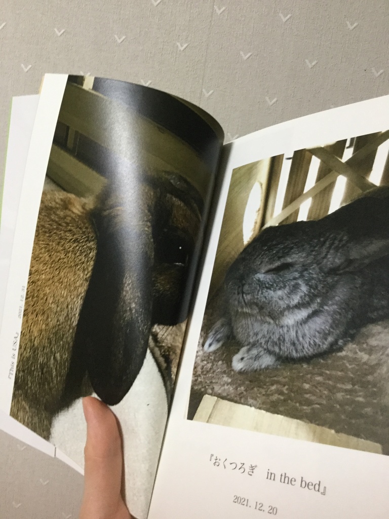 rabbit and…③