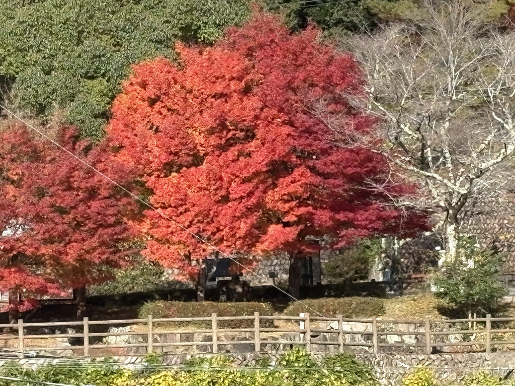日本の秋桜と紅葉た彼岸花風景