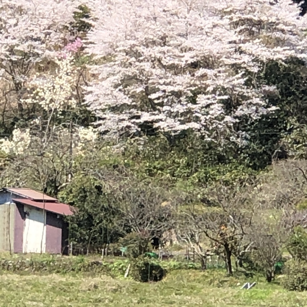 京都、美山のからぶき屋根の里と道中の5月の鯉のぼり