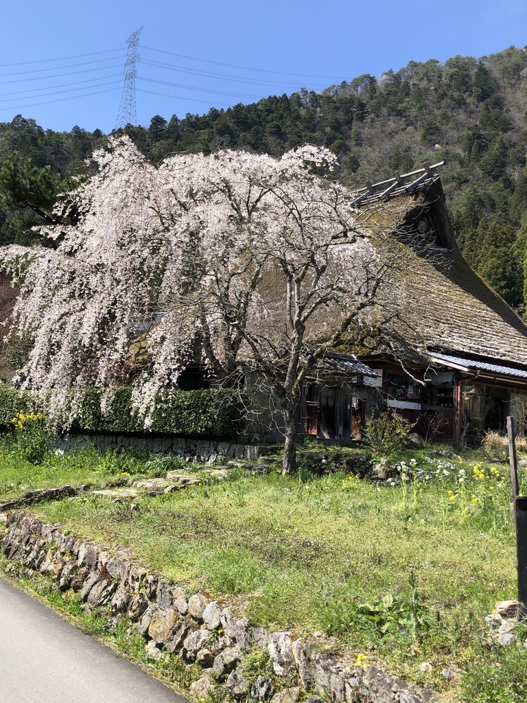 京都、美山のからぶき屋根の里と道中の5月の鯉のぼり