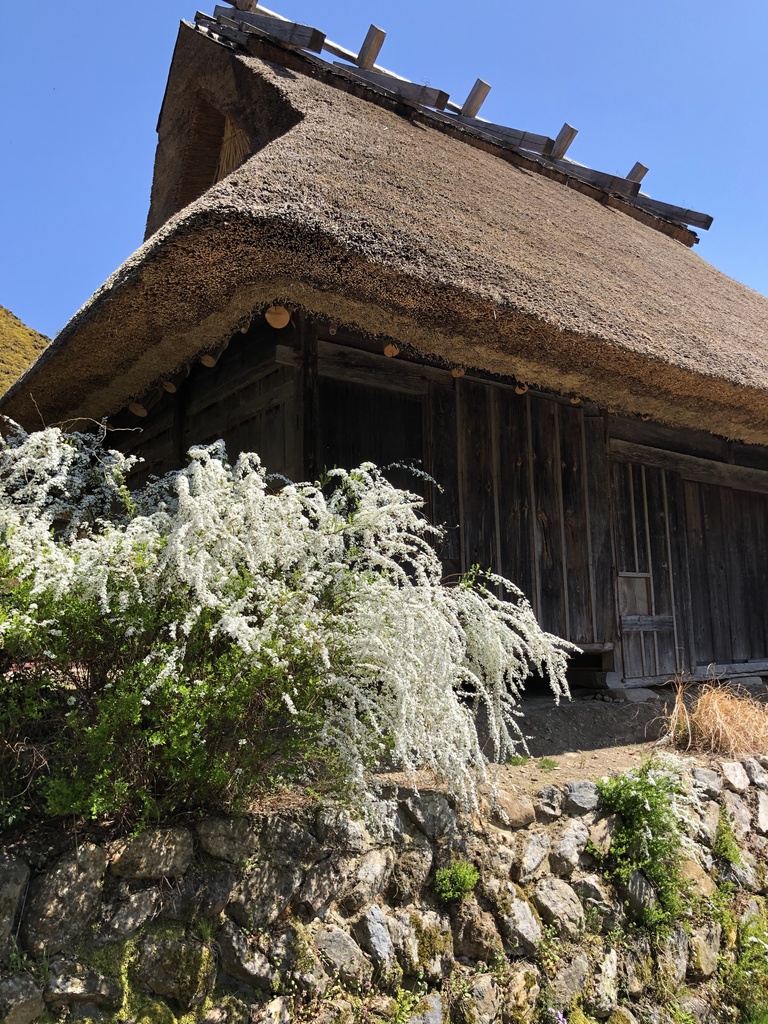 京都、美山のからぶき屋根の里と道中の5月の鯉のぼり