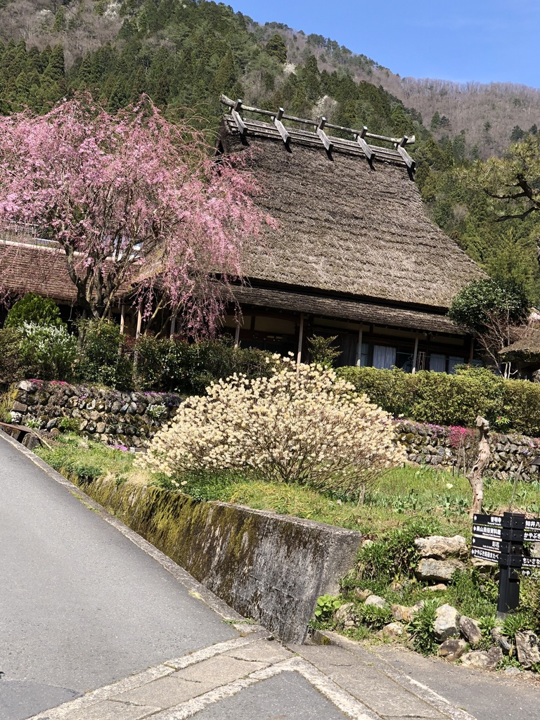 京都、美山のからぶき屋根の里と道中の5月の鯉のぼり
