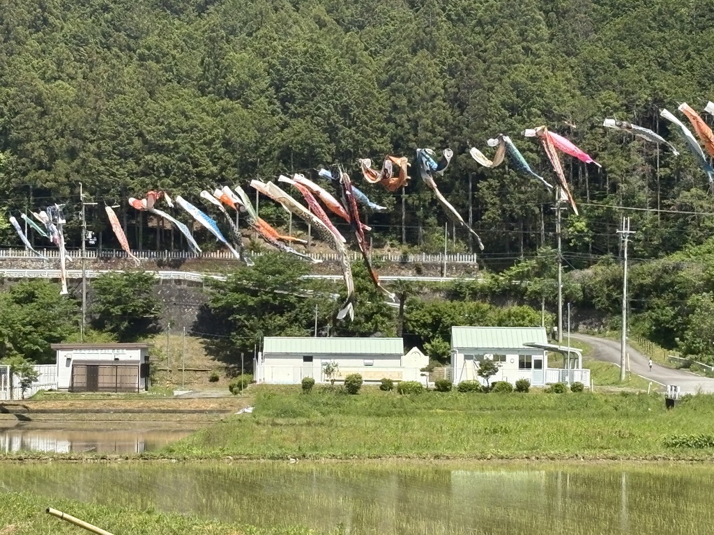 京都、美山のからぶき屋根の里と道中の5月の鯉のぼり