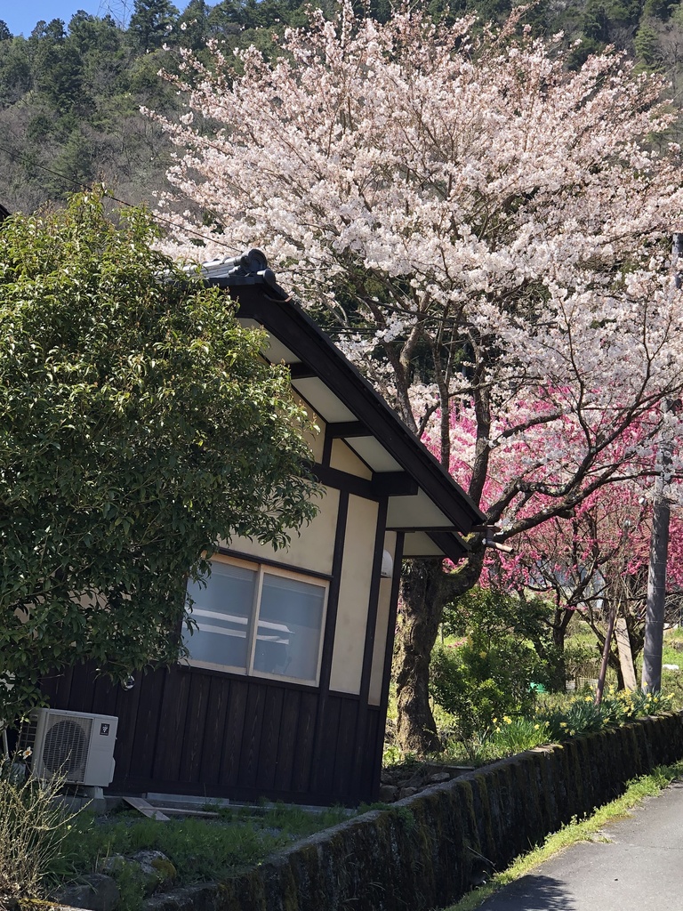 京都、美山のからぶき屋根の里と道中の5月の鯉のぼり