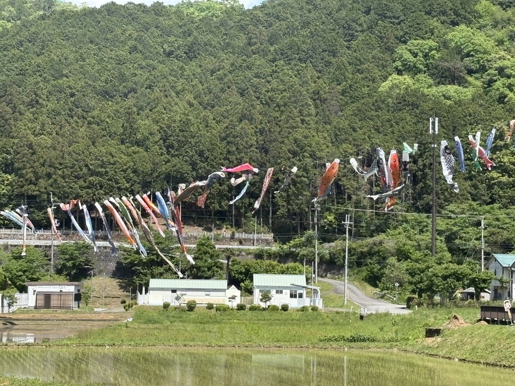 京都、美山のからぶき屋根の里と道中の5月の鯉のぼり