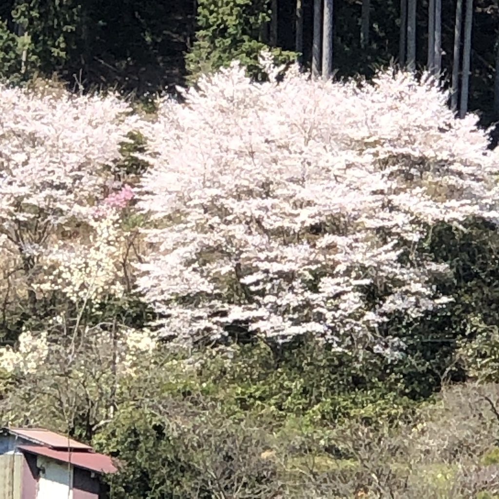 京都、美山のからぶき屋根の里と道中の5月の鯉のぼり