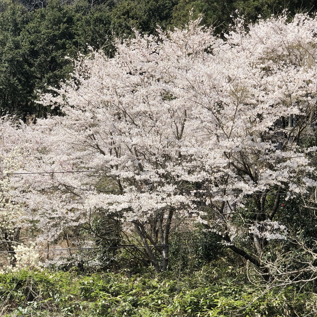京都、美山のからぶき屋根の里と道中の5月の鯉のぼり