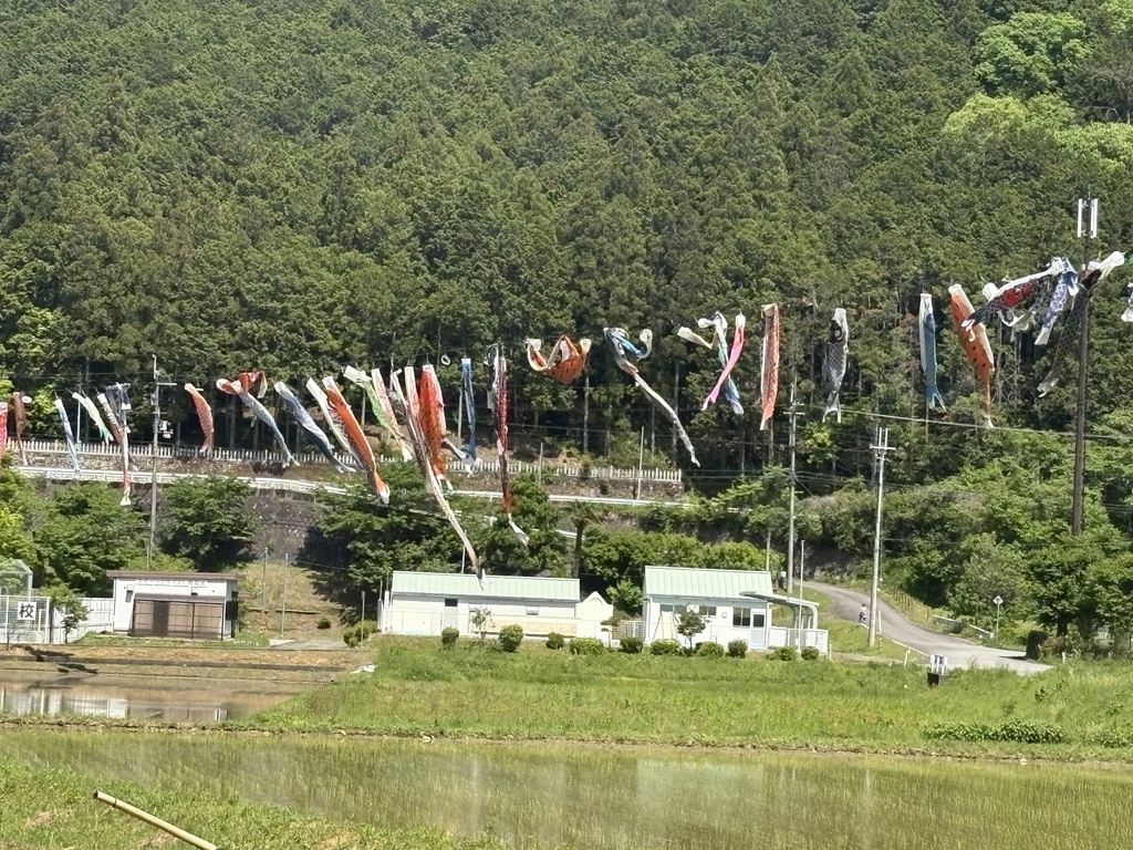 京都、美山のからぶき屋根の里と道中の5月の鯉のぼり