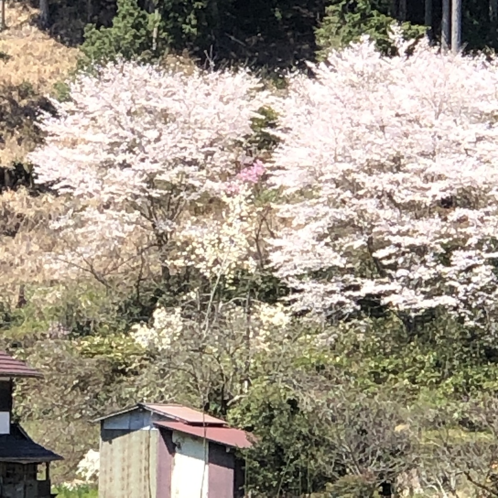 京都、美山のからぶき屋根の里と道中の5月の鯉のぼり