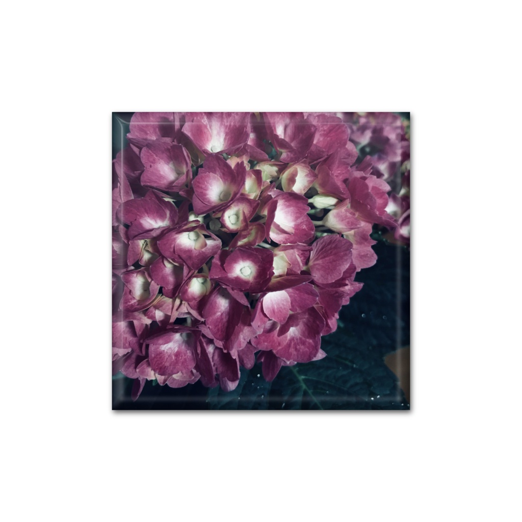 紫陽花/紫