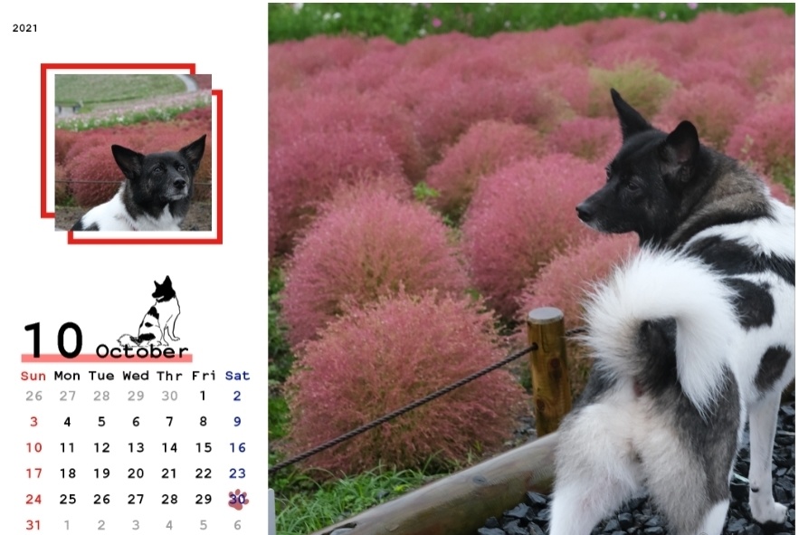 おかみカレンダー謎 おかみセゾン