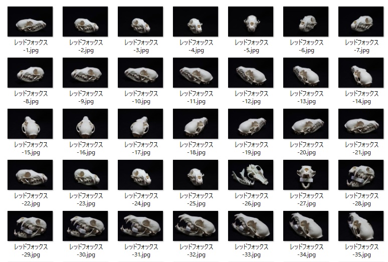 レッドフォックス頭骨写真素材集
