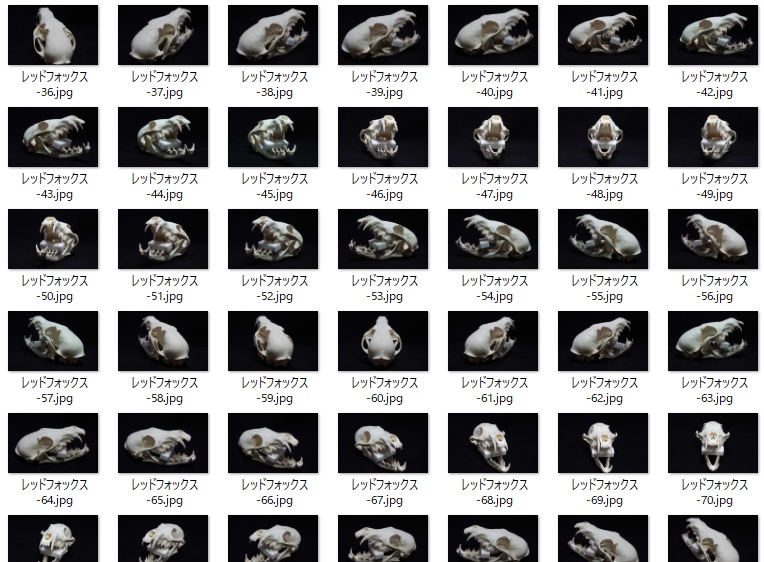 レッドフォックス頭骨写真素材集